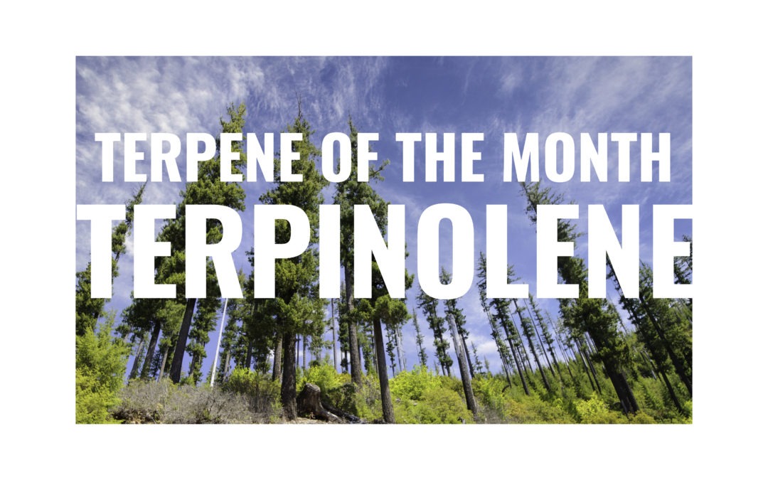 Terpene of the Month: Terpinolene