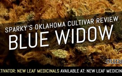 Blue Widow – Sparky’s Oklahoma Cultivar Review (SEE PHOTOS)