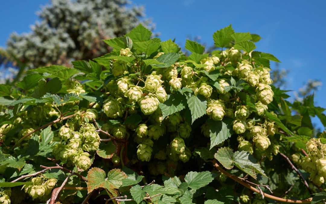 Terpene of the Month: Humulene