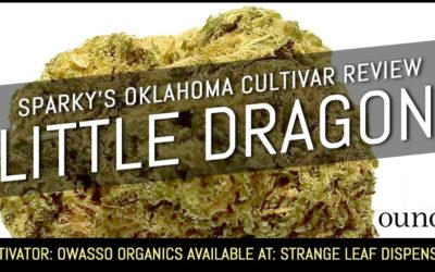 Little Dragon – Sparky’s Oklahoma Cultivar Review (SEE PHOTOS)