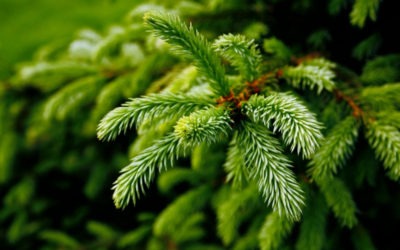 Terpene of the Month: Pinene